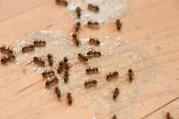 Best Best Pest Control Companies  in Liberty, SC
